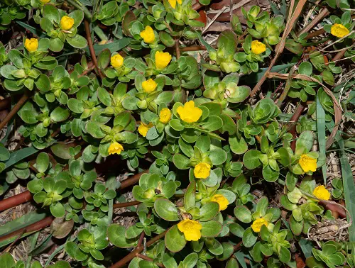 Weeds with Yellow Flowers