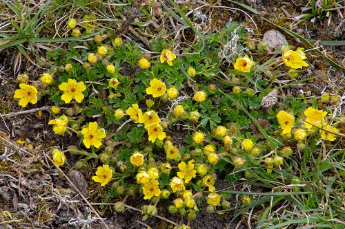 Weeds with Yellow Flowers