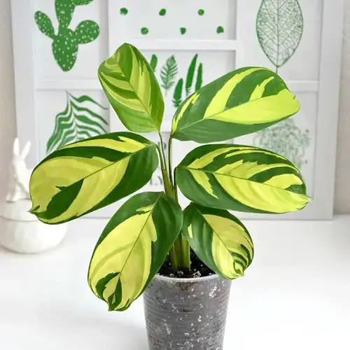 Propagating Ctenanthe lubbersiana