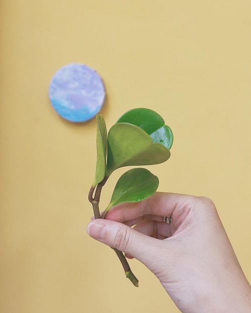 Propagating Peperomia obtusifolia