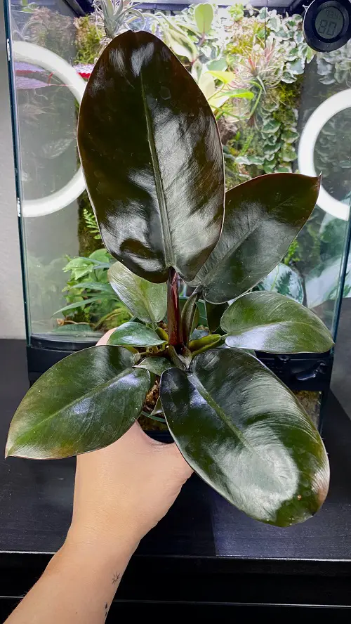 Requirements for Growing Philodendron Black Cardinal