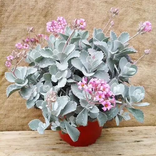 top best Types of Flowering Kalanchoe Varieties