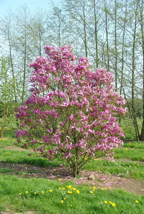 Trees with Purple Flowers 7