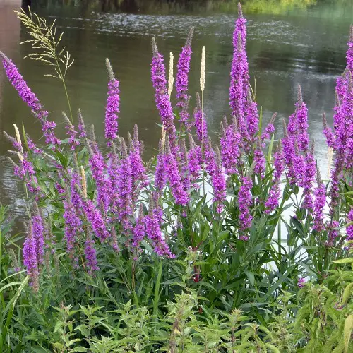 Plants Invasive Remove Them Right Away If You See Them.