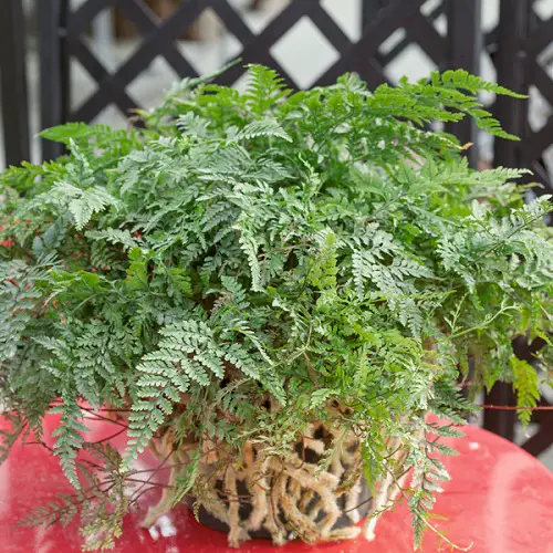 Stunning Ferns for Indoor and Outdoor Containers that Grow Well