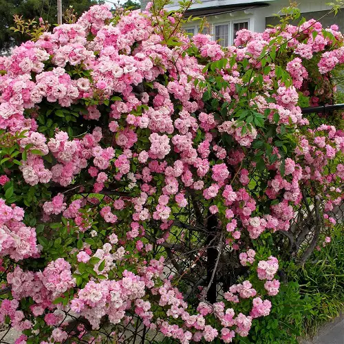 Best Privacy Plants in yard