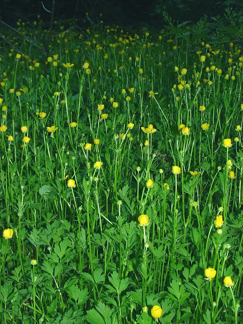 Common Yellow Weeds