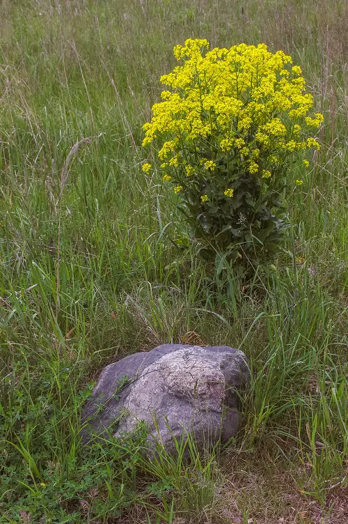 Common Yellow Weeds