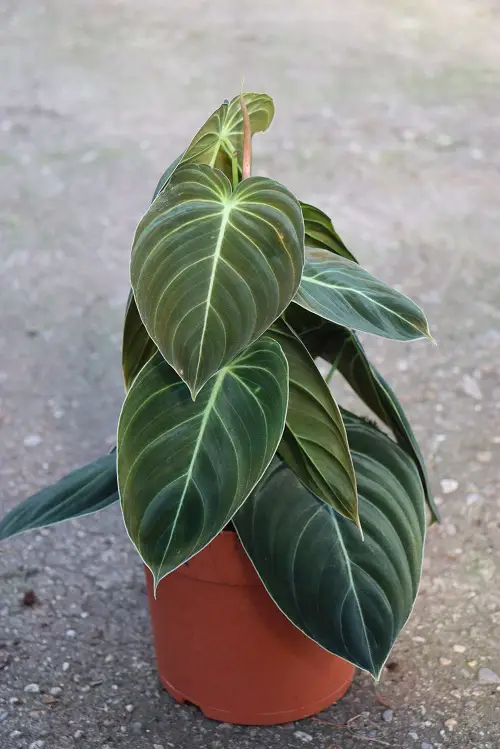 Propagating Philodendron Melanochrysum