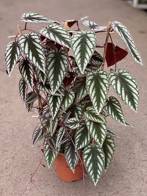 Beautiful Indoor Purple Vines 3