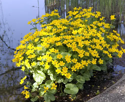 Weeds with Yellow Flowers in yard