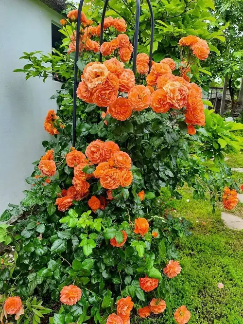 Top Orange-Flowered Climbers and Vines