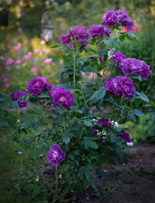 36 Types of Violet Flowers | Best Violet màu sắc Flowers 15