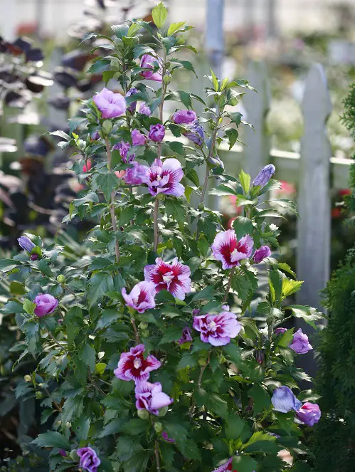 Bushes with Pink Flowers