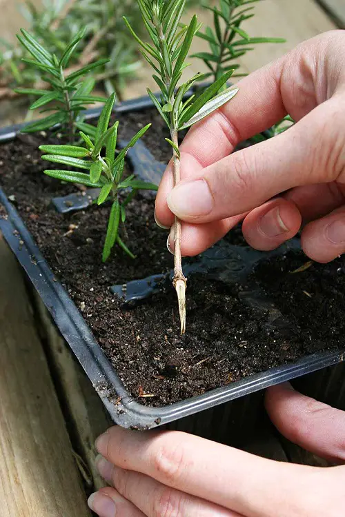 Herbs You Can Easily Grow from Cuttings