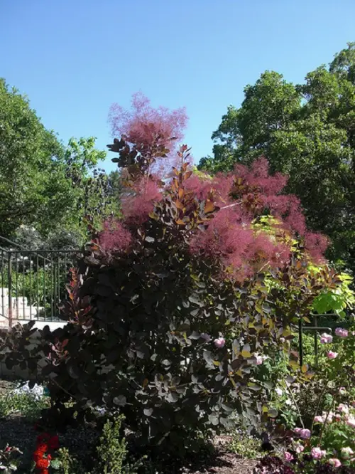 top Gorgeous Trees with Purple Blossoms 