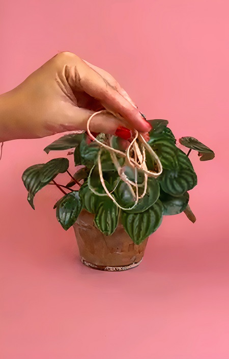 Try This Rubber Band Hack to Grow New Plants Quickly!
