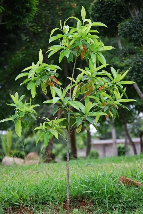 Rudraksha Tree Care