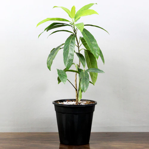 Grow Rudraksha Tree