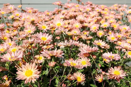 beautiful Types of Chrysanthemum