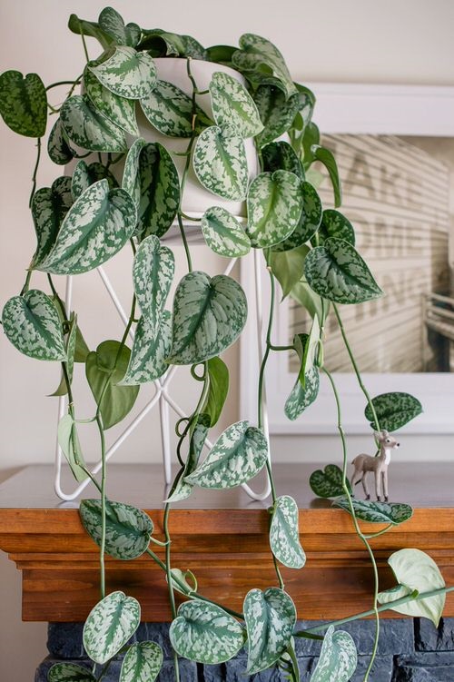 Requirements for Growing Satin Pothos