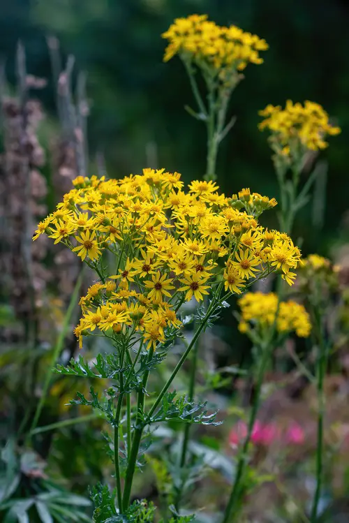 lovely Weeds with Yellow Flowers