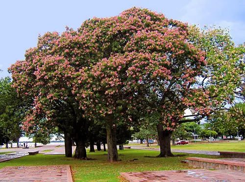 best Lovely Trees with Purple Blossoms 