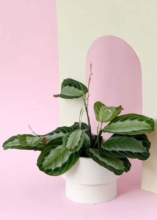 best Prayer Plants The Most Beautiful Types