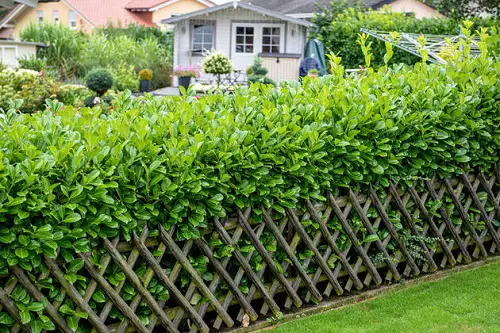 Top Privacy Plants That Make an Exceptional Outdoor Screen
