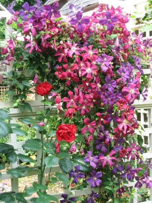 Bushes with Pink Flowers in yard