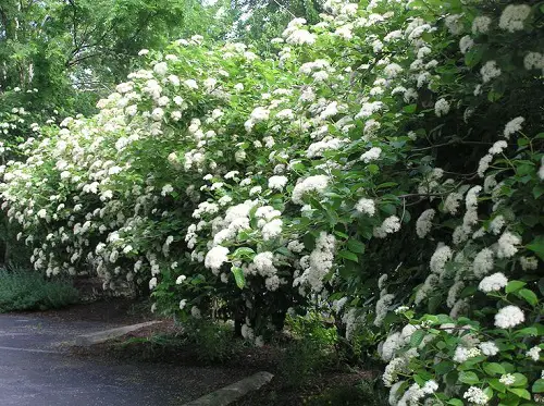 Privacy Plants That Make an Exceptional Outdoor Screen
