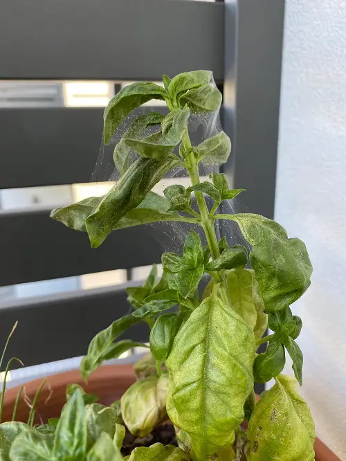 beautiful Tiny White Bugs on Plants that Look like Dust