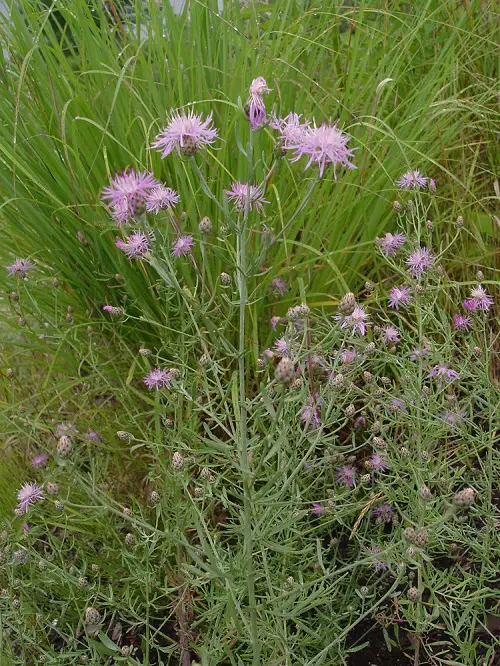 best The Most Spreading Plants