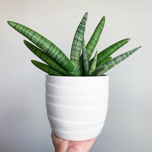 Starfish Sansevieria Care