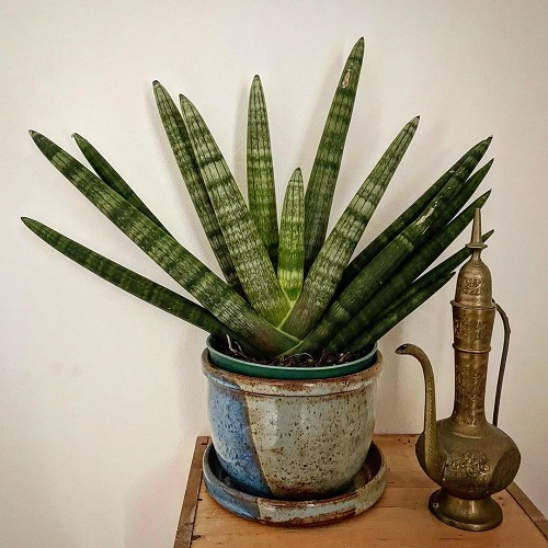 Requirement for Growing Starfish Sansevieria