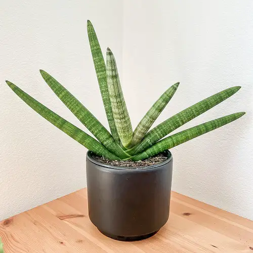 Starfish Sansevieria Information