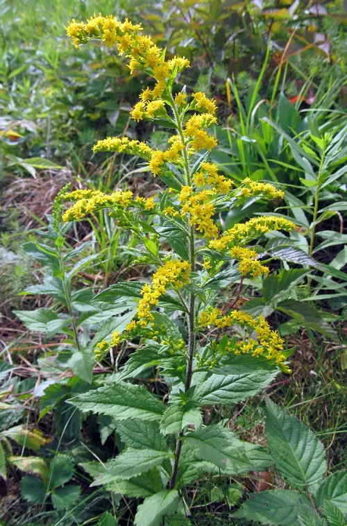 How to Grow State Flower for Kentucky