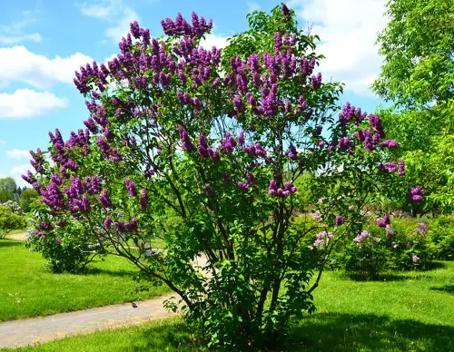 New Hampshire State Flower and How to Grow It