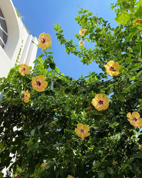 State Flower of Hawaii