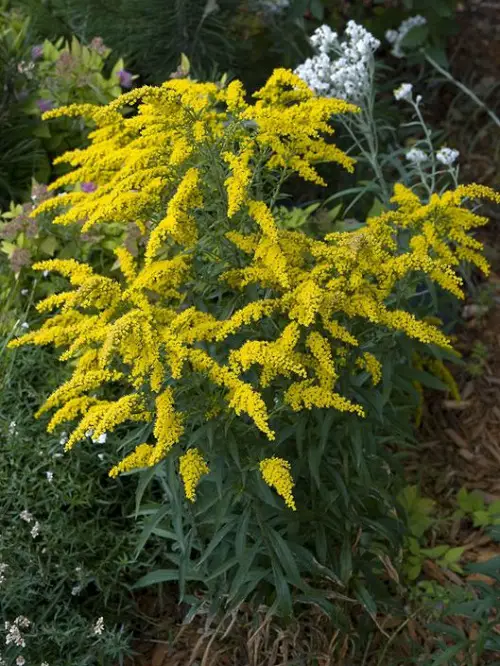 State Flower of Kentucky