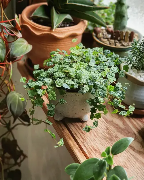 top Outstanding Hanging String Succulents