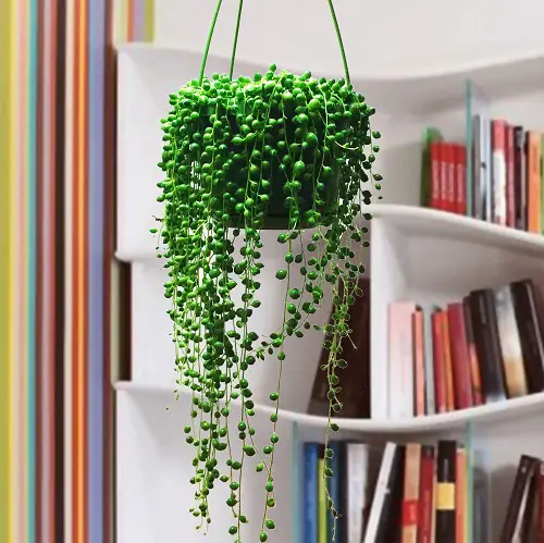 lovely Cute Small Houseplants