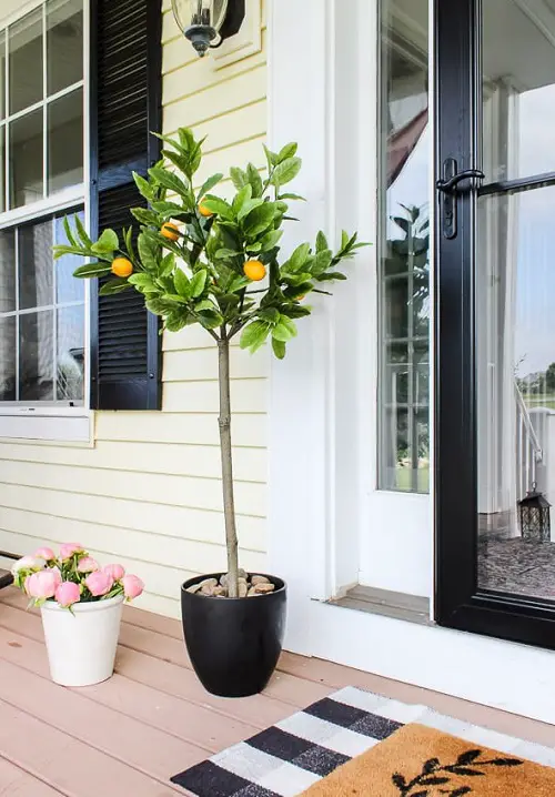 Best Plants for Front Door According to Various Cultures