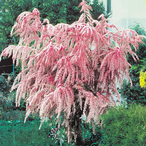 Pink blooming bushes in a backyard 
