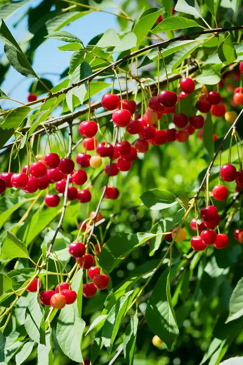 Michigan State Fruit