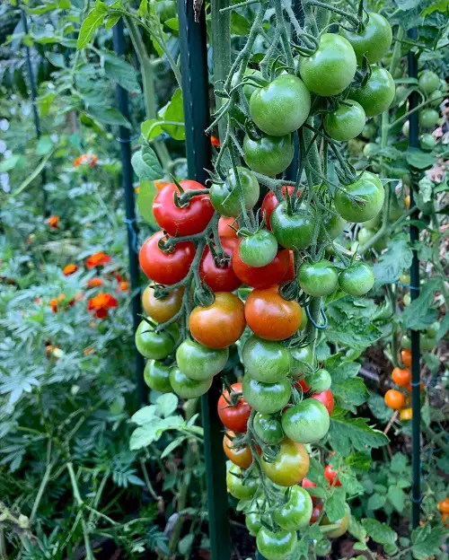Tennessee State Fruit and How to Grow It