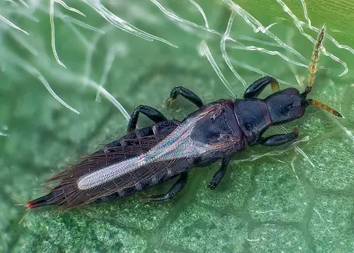 Common Pest for Your Garden