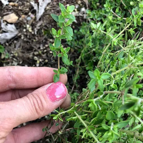 top Best Herbs You Can Easily Grow from Cuttings