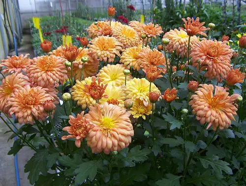 Stunning Types of Chrysanthemum