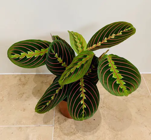 top Prayer Plants The Most Beautiful Types